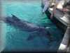 dolphins pictures 030314-06.jpg
