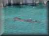 dolphins pictures 030314-07.jpg