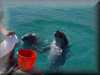 dolphins pictures 030314-15.jpg