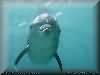 dolphins pictures 030601-02.jpg