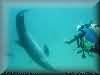 dolphins pictures 030601-09.jpg