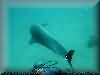 dolphins pictures 030601-13.jpg