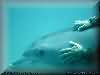 dolphins pictures 030601-29.jpg
