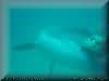 dolphins pictures 030601-30.jpg