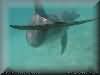 dolphins pictures 030601-47.jpg