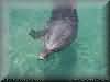 dolphins pictures 030601-59.jpg