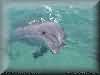 dolphins pictures 030601-64.jpg