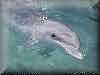 dolphins pictures 030601-65.jpg