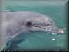 dolphins pictures 030601-67.jpg