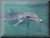 dolphins pictures 030601-69.jpg