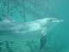 dolphins pictures 031103-14.jpg
