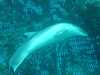 dolphins pictures 031103-49.jpg