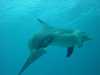 dolphins pictures 031103-51.jpg