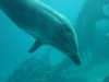 dolphins pictures 031103-59.jpg