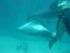 dolphins pictures 040515-06.jpg