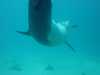 dolphins pictures 040515-09.jpg