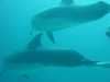 dolphins pictures 040515-23.jpg