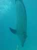 dolphins pictures 040515-34.jpg