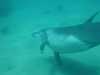 dolphins pictures 040515-62.jpg