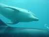 dolphins pictures 040515-66.jpg