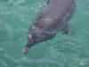 dolphins pictures 040621-15.jpg