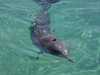 dolphins pictures 040703-06.jpg