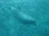 dolphins pictures 040703-09.jpg