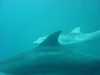 dolphins pictures 040703-14.jpg
