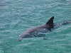 dolphins pictures 051005-19.jpg