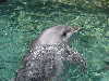 dolphins pictures 051005-45.jpg