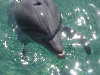 dolphins pictures 051005-47.jpg