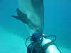 dolphins pictures 060101-02.jpg