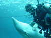 dolphins pictures 060101-06.jpg