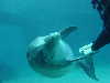 dolphins pictures 060101-07.jpg