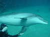 dolphins pictures 060101-13.jpg
