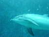 dolphins pictures 060101-17.jpg