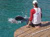 dolphins pictures 060313-05.jpg