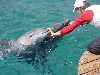 dolphins pictures 060313-06.jpg