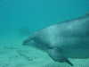 dolphins pictures 060506-11.jpg