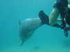 dolphins pictures 060506-12.jpg