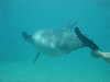 dolphins pictures 060506-13.jpg
