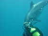 dolphins pictures 060506-20.jpg