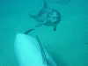 dolphins pictures 060506-39.jpg