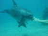 dolphins pictures 060506-49.jpg