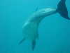 dolphins pictures 060506-53.jpg