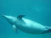 dolphins pictures 060506-55.jpg