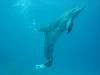 dolphins videos 051005-04